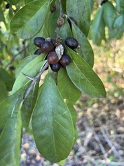 Sideroxylon