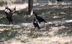 Acridotheres cristatellus