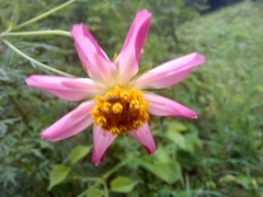 Cosmos caudatus