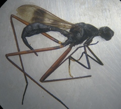 Micropezidae