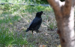 Acridotheres cristatellus