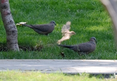 Streptopelia chinensis