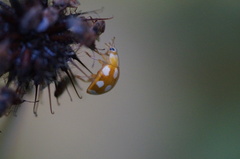 Calvia decemguttata