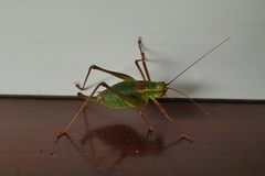 Barbitistes serricauda