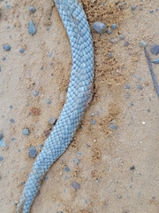 Masticophis flagellum flagellum