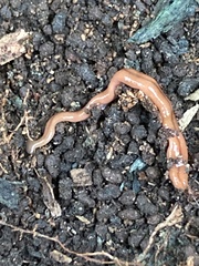 Bipalium adventitium