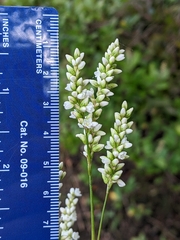 Persicaria setacea