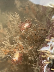 Cratena pawarshindeorum