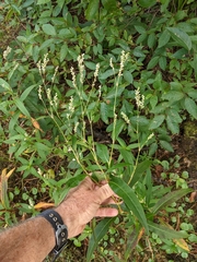 Persicaria setacea