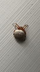 Araneus thaddeus