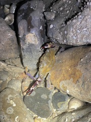 Charybdis hellerii