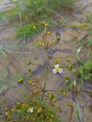 Alisma lanceolatum