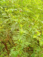 Cosmos caudatus