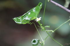Zehneria japonica