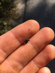 Perilampidae