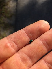 Perilampidae