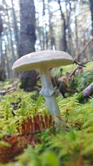 Amanita porphyria
