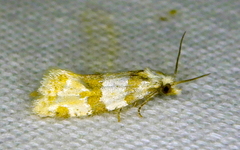 Aethes argentilimitana