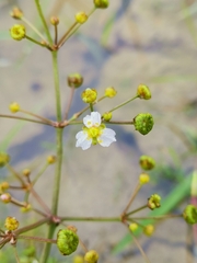 Alisma lanceolatum