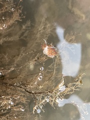 Cratena pawarshindeorum