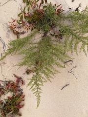 Artemisia campestris caudata