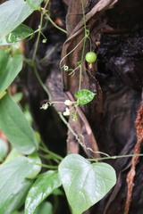 Zehneria japonica