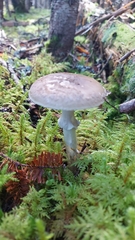 Amanita porphyria