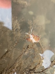 Cratena pawarshindeorum