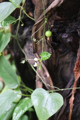 Zehneria japonica