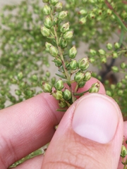 Artemisia campestris caudata