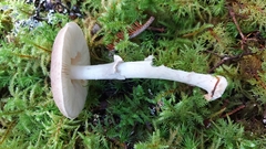 Amanita porphyria