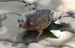 Streptopelia orientalis