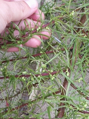 Artemisia campestris caudata