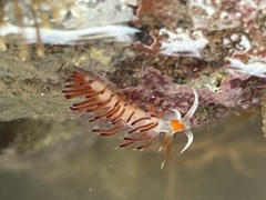 Cratena pawarshindeorum