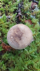 Amanita porphyria