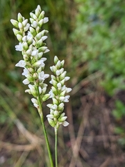 Persicaria setacea