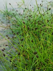 Isolepis setacea