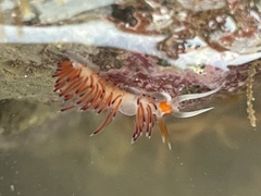 Cratena pawarshindeorum