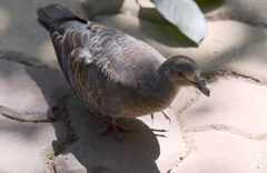 Streptopelia orientalis