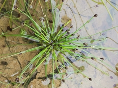 Isolepis setacea