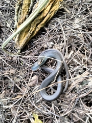 Coluber constrictor paludicola
