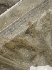 Crangon septemspinosa