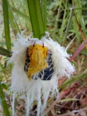Cerogenes auricoma
