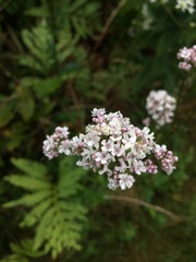 Valeriana officinalis