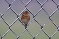 Ammodramus savannarum