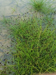 Isolepis setacea