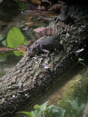 Caiman crocodilus