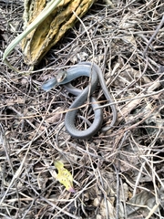 Coluber constrictor paludicola