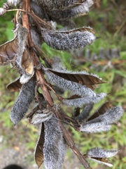 Lupinus polyphyllus