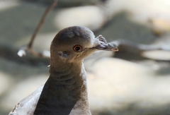 Streptopelia orientalis